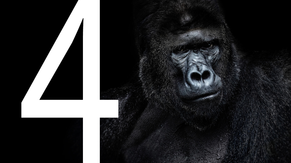 Gorilla with a number 4