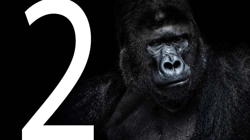 Gorilla and number 2