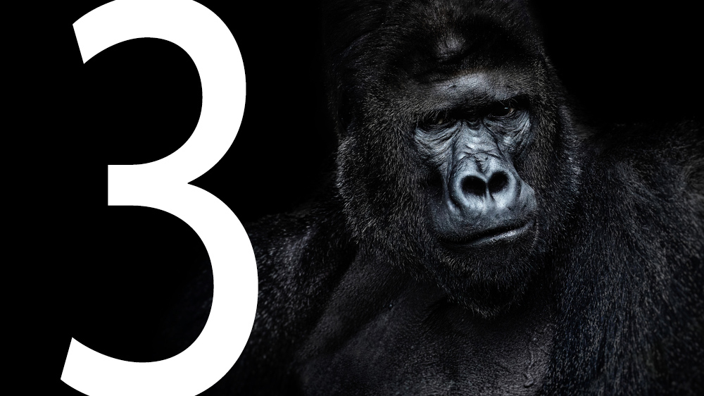 Gorilla with number 3